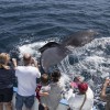Whale Watch by Newport Landing